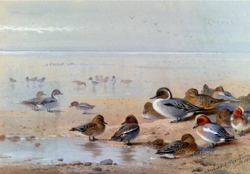  Costa Pintura al %c3%b3leo - Pintail Teal y silbón europeo en la orilla del mar Archibald Thorburn bird